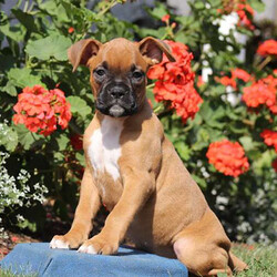 Widget/Boxer/Female/14 Weeks,Everyone meet Widget! This charming Boxer puppy is seeking her forever home! Widget is up to date on shots & dewormer, has been vet checked and loves all the attention she can get. The widget can also be registered with the AKC and comes with a 30-day health guarantee which is provided by the breeder. To learn how you can welcome this energetic pup into your loving home please contact the breeder today!