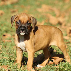 Tucker/Boxer/Male/12 Weeks,Tucker is a friendly Boxer puppy with a sweet personality. This fun-loving fella is vet checked and up to date on shots and wormer. He can be registered with the AKC, plus comes with a health guarantee provided by the breeder. Tucker is very outgoing and is ready to bounce his way into your heart and home. To learn more about this charming pup, please contact the breeder today.