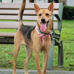 Adopt a dog:Cutie/Shepherd / Labrador Retriever Mix/Female/Adult,Cutie is a sweet and loving young pup! She's very sociable and comfortable around strangers and a new environment. Cutie had a tough start in life; she used to be skittish and reserved when we first met her. It took us a while to gradually bond with her, and then guided her to interact with humans, other dogs, and even cats. Finally, she came out of her shell through the lead of leash and a sweet and outgoing puppy that befriended her; Cutie quickly learned to appreciate the good feelings of cuddling and showing affection with humans.Now Cutie walks on busy streets with confidence; she no longer has a problem interacting with strangers. She enjoys the companion of dogs in her foster home a lot. Her favorite pastime is hanging out with dogs in the park and her daily walks. She is friendly with children but would shy away from young kids under 7-year-old.Come meet and adopt Cutie and your 2019 is bound to overflow with happiness-plus!