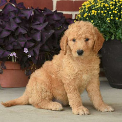 Reba/Goldendoodle/Female/14 Weeks,Take a look at this stunning Goldendoodle puppy! Reba is beyond playful and would fit in great with any family. She is very soft and curly and can't wait to cuddle up! Reba is vet checked, up to date on shots & wormer, and also comes with a health guarantee provided by the breeder! Reba can't wait to shower you with puppy love, so hurry! Don't miss out on the pup of a lifetime!