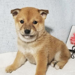 Mason/Shiba Inu/Male/10 Weeks,Mason is very well socialized and playful. He's also very adorable. He will be the talk of the town. Wouldn't you just love to make this sweet pup yours today? Mason can't wait to shower you with puppy love, so hurry! Don't miss out on the pup of a lifetime!