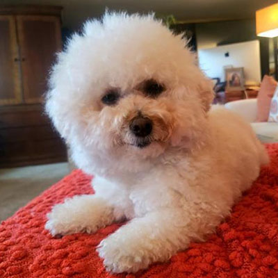 Sofia/Bichon Frise / Poodle Mix/Female/Young Adopt a dog:Sofia/Bichon Frise / Poodle Mix/Female/Young,Meet Sofia! Her personality is as big as her beautiful name. She's a 4-year-old small 8-pound Bichon Frise mix. She is fun, loving and full of spirit! She took a fall before becoming a BROC BABE and the doctors said she would NEVER walk again due to a spinal cord rupture. But she has the will to get wherever she wants, nothing holds her back. Come meet and adopt Sofia and your 2019 is bound to overflow with happiness-plus!