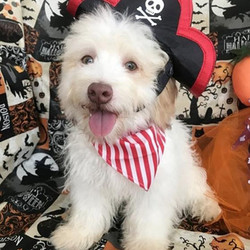 Dude/Havanese/Male/27 Weeks,This cutie is Dude! Are you looking for a lifelong companion? Look no further. He is here and just perfect for you. He is very loyal and he can make you smile with just the way he wags his tail. Dude has a wonderful disposition. He's up to date on his vaccinations and vet checked from head to tail. Hurry! This sweet cutie can't wait to meet you!