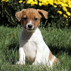 Lanae/Jack Russell Terrier/Female/10 Weeks,Meet Lanae, a very friendly Jack Russell Terrier puppy who is well socialized and ready for a forever home. This pup is up to date on shots and wormer plus the breeder provides a 30 day health guarantee for Lanae. To meet this bubbly gal, call the breeder today!