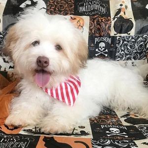 Dude/Havanese/Male/27 Weeks Dude/Havanese/Male/27 Weeks,This cutie is Dude! Are you looking for a lifelong companion? Look no further. He is here and just perfect for you. He is very loyal and he can make you smile with just the way he wags his tail. Dude has a wonderful disposition. He's up to date on his vaccinations and vet checked from head to tail. Hurry! This sweet cutie can't wait to meet you!