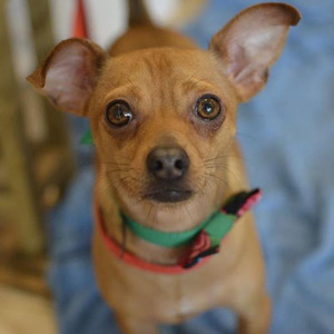 Gilligan/Jack Russell Terrier / Chihuahua Mix/Male/Young Adopt a dog:Gilligan/Jack Russell Terrier / Chihuahua Mix/Male/Young,Gilligan is three years old and weighs 11 pounds. He is sociable with other dogs and loves to play. He has a medium-high energy level but he also enjoys cuddling with his two-legged companions. He gravitates towards children and is gentle and affectionate with them. Gilligan is crate-trained and walks well on a leash.Come meet and adopt Gilligan and your 2019 is bound to overflow with happiness-plus!
