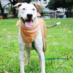 Adopt a dog:Aileen/American Bulldog / Terrier Mix/Female/Young,Aileen is loving by nature, could be a bit slow warming up to strangers, but very affectionate toward familiar faces. She is stable, mellow and follows commands well for a young pup her age. She also plays well with other dogs and stays calm around cats.Aileen's rescue story:When Aileen was noticed by the TNR team in a remote mountain area, she was hiding in a ditch where it was difficult for people to reach her. Then evening fell, she was driven out by the swarming mosquitoes. Suspected she might be pregnant, Aileen was rushed to the hospital, where she was neutered and nursed back to health and was set to be released back.On the day of her release, surprisingly, Aileen turned around and started chasing the car, and managed to jump on the passenger seat. At this time the rescuer didn't have the heart to turn her away. This was how Aileen ended up in the adoption program.Come meet and adopt Aileen and your 2019 is bound to overflow with happiness-plus!