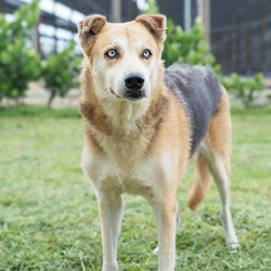 Adopt a dog:Blue Eyes/Husky / German Shepherd Dog Mix/Female/Adult ,Blue Eyes is a gorgeous Husky/German Shepherd dog! She is a little shy but she will let you pet her head as she enjoys head scratches. She was hit by a car and taken to the shelter. Blue Eyes is all better now and walks great! As a result, though, she won't be a very active dog. She is also very calm and gets along with other dogs. Come meet and adopt Blue Eyes and your 2019 is bound to overflow with happiness-plus!