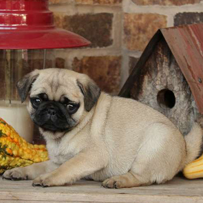 Lina/Pug/Female/13 Weeks Lina/Pug/Female/13 Weeks,Lina is a precious little Pug puppy who is sure to melt your heart. This playful pup is vet checked, up to date on shots and wormer, plus comes with a health guarantee provided by the breeder. Lina is family raised around children and she’s well socialized. To learn more about this sweet gal, please contact the breeder today!