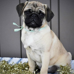 Florence/Pug/Female/21 Weeks,This cutie is Florence! She’s just a doll. Her coat is soft to the touch. Just one look into those eyes and you’ll be in love. Florence loves to be spoiled, and would love nothing more than to have a family she can call her own. She loves to run around and play, she will not leave you with any dull moments. When arriving to her new home, she’ll come up to date on vaccinations, vet checked and pre-spoiled! Hurry! Florence can’t wait to meet her new family!