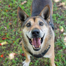 Adopt a dog:Freedom/German Shepherd Dog / Shepherd Mix/Male/Adult,Freedom is a beautiful shepherd that loves to run and play! We named him Freedom to symbolize his new life. He can be nervous around new people, but we are certain that with some love you forever. He really comes out of his shell when you walk him on a leash and is a great dog who only needs a patient and loving adopter.Come meet and adopt Freedom and your 2019 is bound to overflow with happiness-plus!