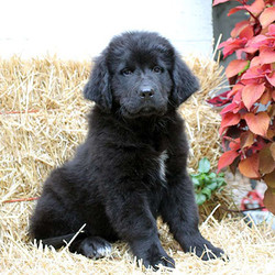 Gigi/Newfoundland/Female/16 Weeks,Gigi is an adorable Newfoundland puppy with a gentle nature. This soft coated cutie is vet checked, up to date on shots and wormer, plus comes with a health guarantee provided by the breeder. Gigi is family raised with children and she loves to cuddle and play. To learn more about this sweet gal, please contact the breeder today!