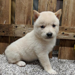 Marshmallow/Shiba Inu/Female/7 Weeks,Introducing Marshmallow! She’s a pampered and joyful little girl. Without a doubt, she’ll be the favorite of your home in no time. Her favorite hobby other than playtime is spending time with you. When Marshmallow arrives at her new home, she will have a nose to tail vet check and arrive with a current health certificate. Marshmallowcan't wait to shower you with puppy love, so hurry! Don't miss out on the pup of a lifetime!