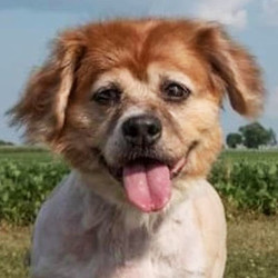 Adopt a dog:Jasmine/ Pekingese Mix /Female/11 years,Lovely Jasmine is an 11 years young Pekingese mix - or so we think! She found herself at our local Animal Control in July but was recently transferred into our care. Jasmine is super sweet and gives gentle kisses. She's a low-key gal who would love a nice lap to curl up on - and at 16.8 pounds, she won't take up much space! This little beauty is even cuter when she's asleep, with her recent haircut she looks like a little lion - totally adorable!