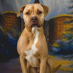 Adopt a dog:Jack/ Pit Bull Terrier/Male/Adult ,Jack is a 6-year 6-month-old pitbull mix. He lived in a foster home for 6 months and did very well but his foster mom had to move away. He would do best in a home with no other pets and with someone that can give him the exercise that he need.Come meet and adopt Jack and your 2019 is bound to overflow with happiness-plus! Hurry! He can't wait to meet you!