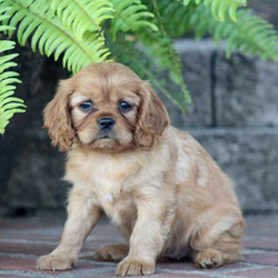 Ally/Cavalier King Charles Spaniel/Female/11 Weeks,This is Ally, a charming Cavalier King Charles Spaniel puppy. This pup can be registered with the ACA, she is vet checked and up to date on her vaccinations and dewormer. The breeder provides a 30 day health guarantee for Ally. To meet this precious pup and welcome her into your home, call the breeder today!