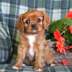 Tasha/Cavalier King Charles Spaniel/Female/9 Weeks,Tasha is a cute and cuddly Cavalier puppy with a sweet nature. This feisty little gal can be registered with the ACA, plus comes with a health guarantee provided by the breeder. She is vet checked and up to date on shots and wormer. To find out how you can welcome Tasha into your heart and home, please contact the breeder today!