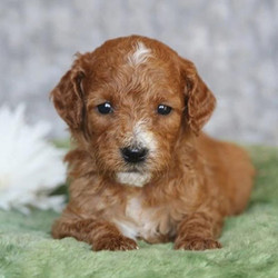 Emmy/Goldendoodle/Female/6 Weeks,Emmy has a great personality and a very beautiful coat. This baby is going to make a great companion and be very loyal to her family. Emmy is always doing something sweet to catch your attention and it always works! She is very sweet and I'm sure you'll fall in love with her at first sight. She will be coming home to you up to date on vaccinations and pre-spoiled. Don't pass up on this baby because she can't wait to meet you!
