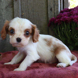 Cleo/Cavalier King Charles Spaniel/Male/9 Weeks,Cleo is a very cute Cavalier King Charles Spaniel puppy that is as sweet as can be. This very soft little gal is raised around children and will bring lots of happiness into your life. Cleo has been vet checked and is up to date on all shots and wormer. The breeder provides a 30 day health guarantee and this puppy can be AKC registered as well. Please call the breeder for more information about the precious pup!