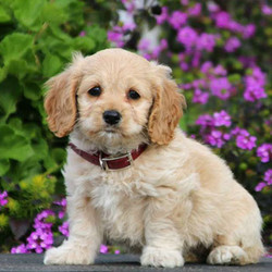 Alisha/Cockapoo/Female/8 Weeks,Alisha is a beautiful Cockapoo puppy who is being family raised with children and is well socialized. This pup has a soft curly coat and she is very playful. Alisha is vet checked, up to date on vaccinations and dewormer plus the breeder provides a one-year genetic health guarantee for her. To learn more about Alisha and arrange a visit with this happy pup, call the breeder today!