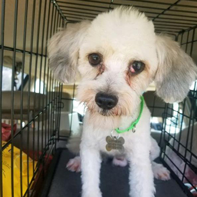 Cutler Bay/ Havanese /Male/Young Adopt a dog:Cutler Bay/ Havanese /Male/Young,Cutler Bay is a 5-year-old Male Havanese rescued from a puppy mill. It will be a while before we approve an adoption for him. He is afraid of people and what they might do to him. Cutler needs time. He is one of those dogs with deep emotional scars. He is looking for his new family.Come meet and adopt Cutler and your 2019 is bound to overflow with happiness-plus!