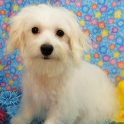 Clayton/Coton de Tulear/Male/23 Weeks,Clayton has a personality plus. He will make an adorable little friend for any family. He has the sweetest personality and very playful. He has a baby doll face and is a real charm. This little guy comes microchipped for his protection. We also send him a care package to include a small bag of Eukanuba Small Breed Puppy Feed, collar, lead, toy, and his own blanket.