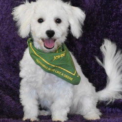 Theo/Bichon Frise/Male/22 Weeks,Theo is a curious puppy that likes to run and play. He has a nice fluffy coat and is happy to sit in your lap and cuddle as well. He will come home to you current on vaccinations and with our vet's seal of approval. You can't go wrong with a puppy like Theo. He will make you the talk of your town. Everyone will want to know where you found such a regal star. You can't help but be proud of Theo. Hurry and make him yours today, before some other lucky family does. He can't wait to meet you.