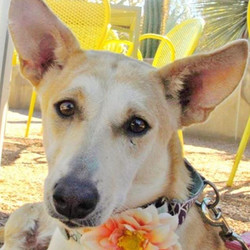 Adopt a dog:Karma/Labrador Retriever / Pharaoh Hound Mix/Female/Young ,This super sweet, affectionate girl is Karma. She loves belly rubs and rolling around in the grass. Karma is a Baladi dog who came to us from Egypt where she lost her legs at the hands of a cruel human being. She has since had both legs properly amputated. She is also incontinent. She has a wheelchair but moves along perfectly without one. This Egyptian princess is pure love!