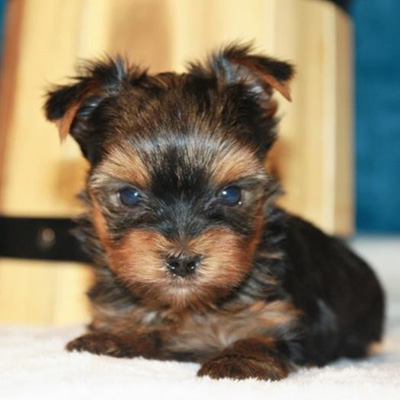 Charlie/Yorkshire Terrier/Male/7 Weeks Charlie/Yorkshire Terrier/Male/7 Weeks,Charlie is such a charmer and such a doll. He is stunning and just as sweet as could be. He has no idea how small he is and loves to play and romp with his littermates. He wants to be the center of attention, which is easy for him to get because he has those eyes that captivate anyone who walks in the room Charlie did great for his first vet visit and loved his first bath. He didn't even mind the pedicure that followed. If you are looking for a puppy to bring joy into your home, you have found Charlie.