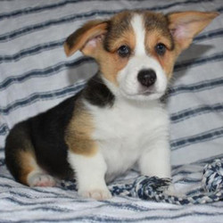Stewie/Pembroke Welsh Corgi/Male/11 Weeks,Meet Stewie! This handsome prince can't wait to venture off to his new home. Once you meet him, you'll never want to let him go! He hopes you like getting puppy kisses because he's not shy about giving them out! Stewie will arrive healthy with his vaccinations up to date and pre-spoiled. He is so excited to meet you. He can't wait to jump into your arms and shower you with puppy kisses!