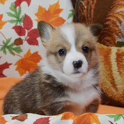 Kero/Pembroke Welsh Corgi/Male/6 Weeks,Kero is the prince charming you have been searching for. His good looks and sweet eyes will melt your heart and the hearts of your friends and family. He'll be sure to shower you in puppy kisses, so be ready for more affection than you could ever imagine. He'll rescue you from your long days with lots of love, tail wags, and cuddles. Kero will warm your heart unlike any other. This sweet boy will be coming home to you pre-spoiled, vet checked, and up to date on his puppy vaccinations, so all you have to do once he arrives is worry about where to cuddle up first!