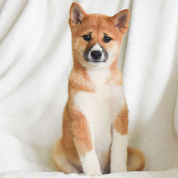 Abby/Shiba Inu/Female/12 Weeks,Abby is a sweet Shiba Inu puppy with a soft and fluffy coat. This spunky gal is family raised with children and is ready to join in all the fun at your place. Abby is vet checked and up to date on shots and wormer. She can be registered with the United All Breed Registry, plus comes with a health guarantee provided by the breeder. To learn more about Abby, please contact the breeder today.