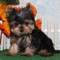 Vance/Yorkshire Terrier/Male/11 Weeks,Dreaming of the perfect puppy? Then meet Vance. He's sure to make all your dreams come true! Vance is a sweet and playful boy that can't wait to meet his new family. Once you see this cutie, it will be love at first sight. Just look at that precious face! Who could ever say no to him? Vance will arrive up to date on vaccinations. Plus, you will get his very own Puppy Book that has his care instructions, health records, parents pictures, and health testing, tips for house training and pictures of his! Get ready for a mess of fun with this great boy at your side!