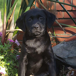  Rochellia/Labrador Retriever/Female/9 Weeks,Rochellia is a fun-loving Black Lab puppy ready to win your heart! This sweet pup is vet checked and up to date on shots and wormer. Rochellia can be registered with the ACA and comes with a health guarantee provided by the breeder. This happy pup is family raised and loves to play with children. To find out more about Rochelle, please contact the breeder today!