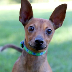 Adopt a dog:Papas/Chihuahua / Miniature Pinscher Mix/Male/Adult,Papas is a fun and frisky little Chihuahua/Miniature Pinscher mix. He’s about 2 years old and weighs 13 lbs. Papas is friendly and he loves to play. He enjoys playing with other dogs. He does well interacting with playful pups and also with seniors who aren’t wanting to play… but he does prefer the company of the ladies! He’s okay with most male dogs if they are his size and pretty laid back, too, but really he’s a ladies man! If you have a dog you could make an appointment to bring your dog to meet Papas to see if they could be buddies.When not playing, Papas loves to snuggle in cozy dog beds. He keeps his kennel clean.Papas was originally a stray picked up by KCK Animal Services. He was emaciated and not eating well, so we transferred him to our care. Under the microscope, his red blood cells were very different in size/shape so we suspected that he may have had an auto-immune disease where his body was attacking normal red blood cells. We put Papas on steroids (prednisone) and he recovered very quickly! He gained some much-needed weight, he loves to eat, and he’s finished with his meds. We are optimistic that this will not recur in the future but cannot guarantee it. We suspect that because he was so emaciated, dehydrated and anemic when he was found that it caused his red blood cells to be out of whack, and in that case, he should be just fine in the future.