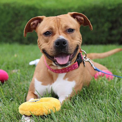 Adopt a dog:Diamond/Pit Bull Terrier Mix/Female/Young,Diamond is a happy and fun-loving Pit Bull mix. She’s a year old and a nice size at 46 lbs. Diamond loves people and is extremely social and affectionate. She is eager to please and treat motivated. She loves toys and could play fetch for hours! She’s pretty energetic, but she also loves to snuggle with people.Diamond is good with kids and has lived with young kids and toddlers and she did great. She has a prey drive so needs a home without cats or small dogs. She can do well with other dogs that are her size and have a similar energy level and like to play. If you have a dog we’d set up an appointment for your dog to meet Diamond to see if they could be buddies.Diamond is crate trained and she knows basic commands. She was abandoned at an animal hospital several months ago. The staff there loves her and asked us to help her find a real home. Diamond has been spayed, vaccinated and tested for heartworms. She’ll be microchipped before going to her new home.