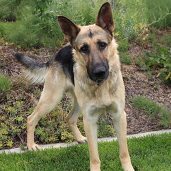 Adopt a dog:Dougie/German Shepherd Dog/Male/Adult ,Handsome lover boy Dougie is waiting on his forever home. He came to the shelter as a stray. Shelter staff guesses his age to be about 2 years old, but age is nothing but a number. He is very smart and would benefit a home with kids. Preferably kids older than 10. He would do fine with younger kids but unsure of how he would react towards kids climbing on him. Dougy is neutered, microchip, UTD on vaccines including rabies.