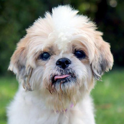 Adopt a dog:Connie/ Shih Tzu /Female/Senior ,Connie is an adorable little Shih Tzu senior! She’s about 12 years old and weighs 12 lbs. She’s friendly and very laid back, and she loves to nap between meals! She gets along with other senior dogs here and enjoys mingling with them. Her vision and her hearing are impaired, but she gets around well and likes to explore outside in the yard on nice days. She'd do well with another mellow dog in the home. If you have a dog you could make an appointment to bring your dog to meet Connie.When Connie was found as a stray, she was dirty and her coat matted, and her eyes were all gunky. She's been diagnosed with dry eye and needs special eye drops twice a day. She is not a fan of the drops at this point! But hopefully, she'll learn to cooperate better as she gets used to them.Connie has been spayed, vaccinated, microchipped and tested for heartworms. She's also had a dental. She’d love a quiet home to spend her golden years.