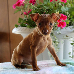 Buster/Miniature Pinscher/Male/9 Weeks,Here comes Buster, a peppy Miniature Pinscher puppy ready to win your heart! This joyful pup is vet checked and up to date on shots and wormer. Buster can be registered with the ACA and comes with a health guarantee provided by the breeder. This fun-loving pup is family raised with children and would make a wonderful addition to anyone's family. To find out more about Buster, please contact the breeder today!