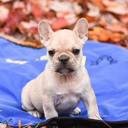 Weston/French Bulldog/Male/8 Weeks,Weston is a friendly French Bulldog puppy who is just as cute as can be! This sweet guy is very social and enjoys getting lots of love and attention. He is up to date on shots and wormer, plus comes with a health guarantee provided by the breeder. Weston is a family raised with children and he loves to run and play. To learn more about this charming pup, please contact the breeder today!
