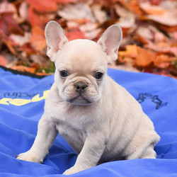 Wayne/French Bulldog/Male/8 Weeks,Wayne is a friendly French Bulldog puppy who is just as cute as can be! This sweet guy is very social and enjoys getting lots of love and attention. He is up to date on shots and wormer, plus comes with a health guarantee provided by the breeder. Wayne is family raised with children and he loves to run and play. To learn more about this charming pup, please contact the breeder today!
