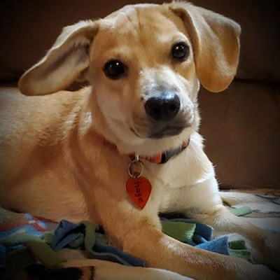 Gage/Dachshund Mix /Male/Puppy Adopt a dog:Gage/Dachshund Mix /Male/Puppy ,Gage is about 8 months old and 15 pounds. He has fun playing with the other dogs in his foster home and sleeps through the night in his crate. He loves people and is friendly and outgoing. He is an Olympic snuggler and a super happy guy. Unknown with cats, but is young enough to learn to be ok with them. Hurry! Gage can't wait to meet his new family!