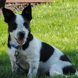 Adopt a dog:Bryce/ Cattle Dog / Jack Russell Terrier Mix /Male/Puppy ,Bryce isabsolute little love. He is a typical rowdy, little boy. running, chasing, stealing from each other than flopping down for a quick nap before he is off again, more running and practicing his growling and chewing. He is also quite fond of digging and has been re-enacting "The Great Escape" movie with some success....once nosing under his pen and once over the top in an Olympic move that deserved a "10". Once free from the playpen, he runs circles around the outside making certain his brothers still in the pen know he made it - doing the "nanny, nanny, boo-boo, I'm out and you're not". He loved to pick up and held, giving kisses and snuggling until something catches his attention and they wriggle to go investigate. Bryce is a great pup and will be terrific additions to any family!