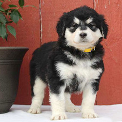 Calvin/Alaskan Malamute/Male/17 Weeks,Say hello to Calvin, a frisky Alaskan Malamute Mix puppy who is being family raised with children. This loyal pup is vet checked, up to date on shots and wormer, plus comes with a 30 day health guarantee provided by the breeder. Calvin loves to explore and is very curious. If you are looking for a new companion, Calvin may be the pup for you! Contact the breeder today if you would like to welcome him into your family!