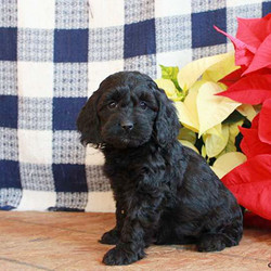 Destiny/Cockapoo/Female/17 Weeks,Say hello to Destiny, a friendly Cockapoo puppy. This lively pup is vet checked, up to date on shots and wormer, plus comes with a 30 day health guarantee provided by the breeder. Destiny has a bubbly personality and is sure to make you smile and laugh as soon as you meet her! If you would like to welcome Destiny into you family, contact the breeder today!