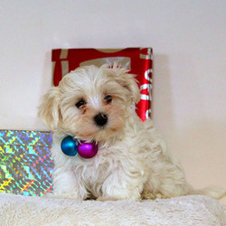 Frosty/Maltese/Male/10 Weeks,Frosty is a cute Maltese puppy with tons of personality. This sweet pup is vet checked, up to date on shots and wormer and comes with a health guarantee from the breeder. Frosty is being family raised with the Esh children. Plus, this pup can be ACA registered. If you would like more information on this great puppy, please contact the breeder today!