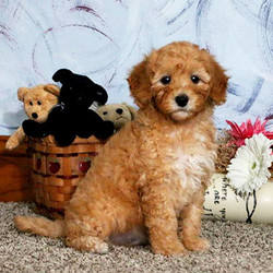 Zach/Poodle/Male/12 Weeks,Meet Zach, an adorable Miniature Poodle puppy who is well socialized. This cute pup is up to date on shots and wormer, plus comes with a 6 month genetic health guarantee provided by the breeder. Zach loves to be around people and his parents are the Stoltzfus’ family pets. If you would like to welcome him into your family, contact the breeder today!