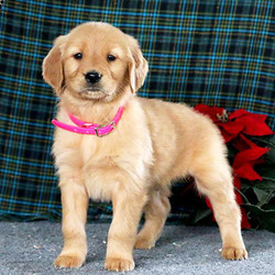 Hickory/Golden Retriever/Male/7 Weeks,Hickory is a friendly Golden Retriever puppy with a fun-loving personality! This well rounded pup is vet checked, up to date on shots and wormer and can be registered with the AKC. He is well socialized being family raised and comes with a 6 month genetic health guarantee provided by the breeder. To find out more about this sharp looking pup, please contact David today!