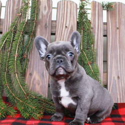 Oliver/French Bulldog/Male/9 Weeks,Meet Oliver, a rambunctious French Bulldog puppy who is sure to steal your heart the first time you see him! This friendly little guy is vet checked, up to date on vaccinations and can be registered with the AKC. He is also born and raised inside the family’s home, is well socialized around kids and comes with a 30 day health guarantee provided by the breeder. If you would like to meet this lovable pup please contact Kevin today!