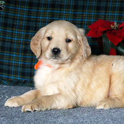 Hank/Golden Retriever/Male/7 Weeks,Hank is a friendly Golden Retriever puppy with a fun-loving personality! This well rounded pup is vet checked, up to date on shots and wormer and can be registered with the AKC. He is well socialized being family raised and comes with a 6 month genetic health guarantee provided by the breeder. To find out more about this sharp looking pup, please contact David today!